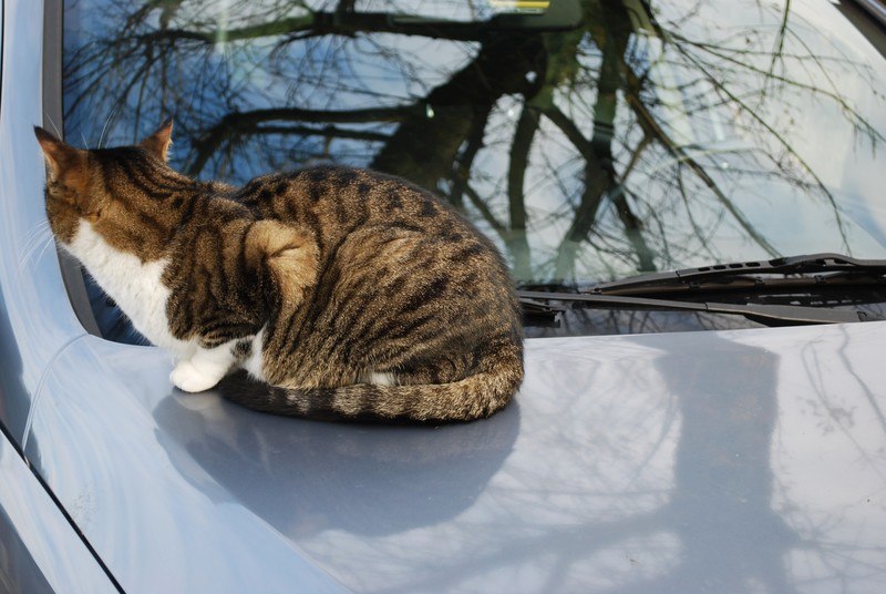 how to keep cats off the car
