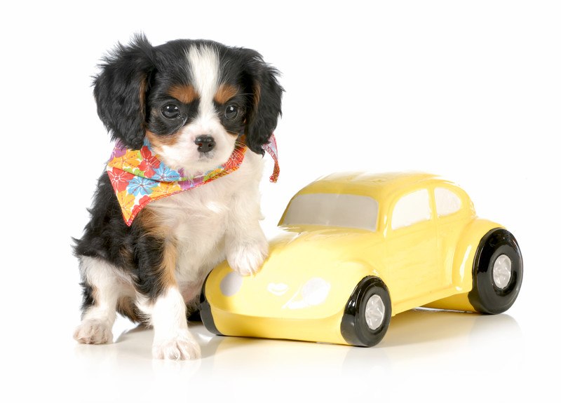 Pet safety in cars